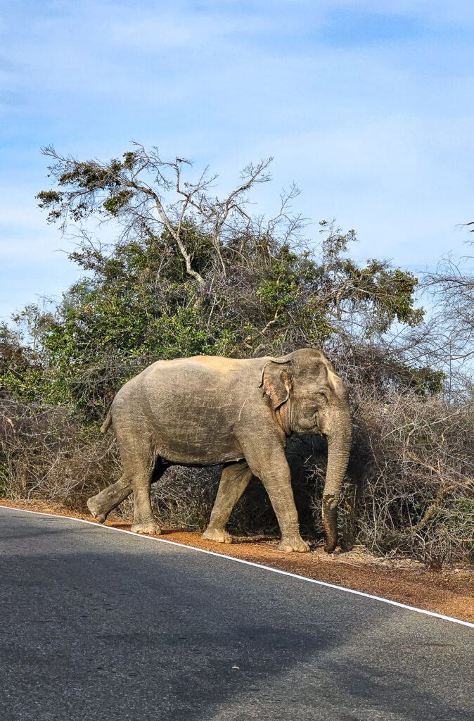 A wild elephant crossing the road in Yala Sri Lanka