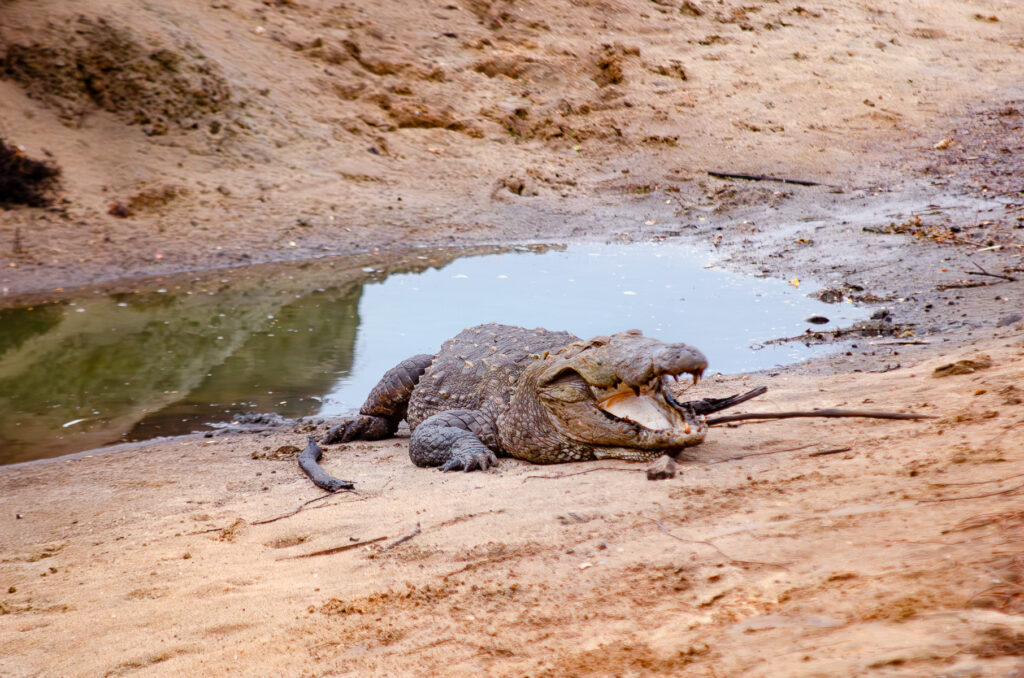 A crocodile with its mouth open on the banks of a lake at Yala National Park Sri Lanka