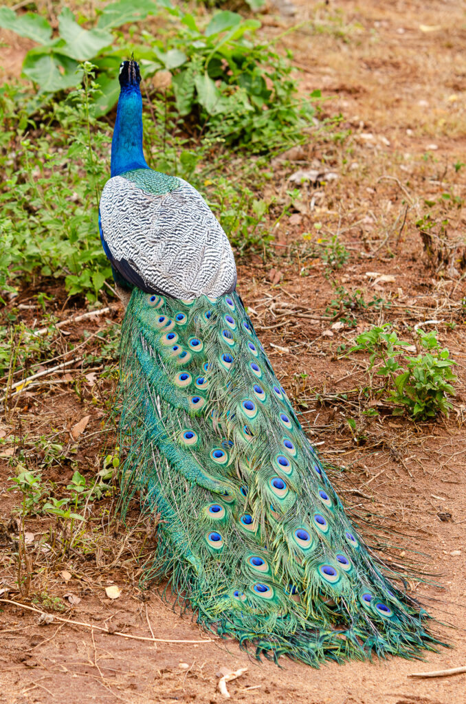A Peacock at Udawalawe National Park