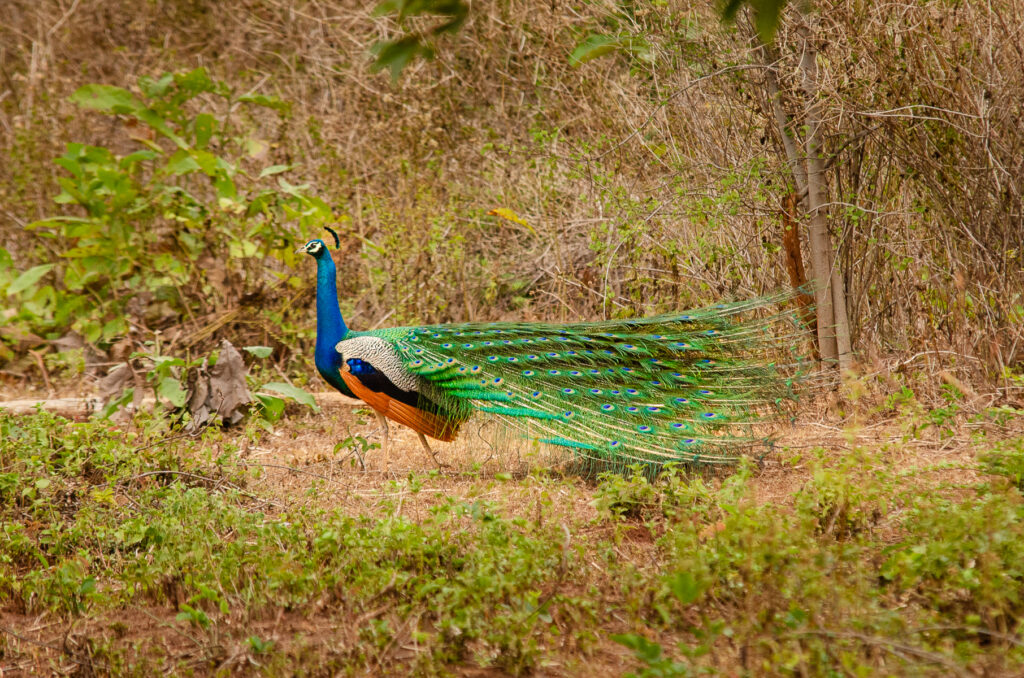 A Peacock in Yala National Park Sri Lanka. With his feathers half up.