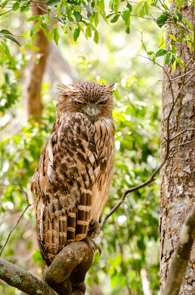 A brown fish owl on a tree branch with its eyes half open at Yala National Park Sri Lanka. A large owl with brown and white feathers and spiky feathers on his ears and big yellow eyes