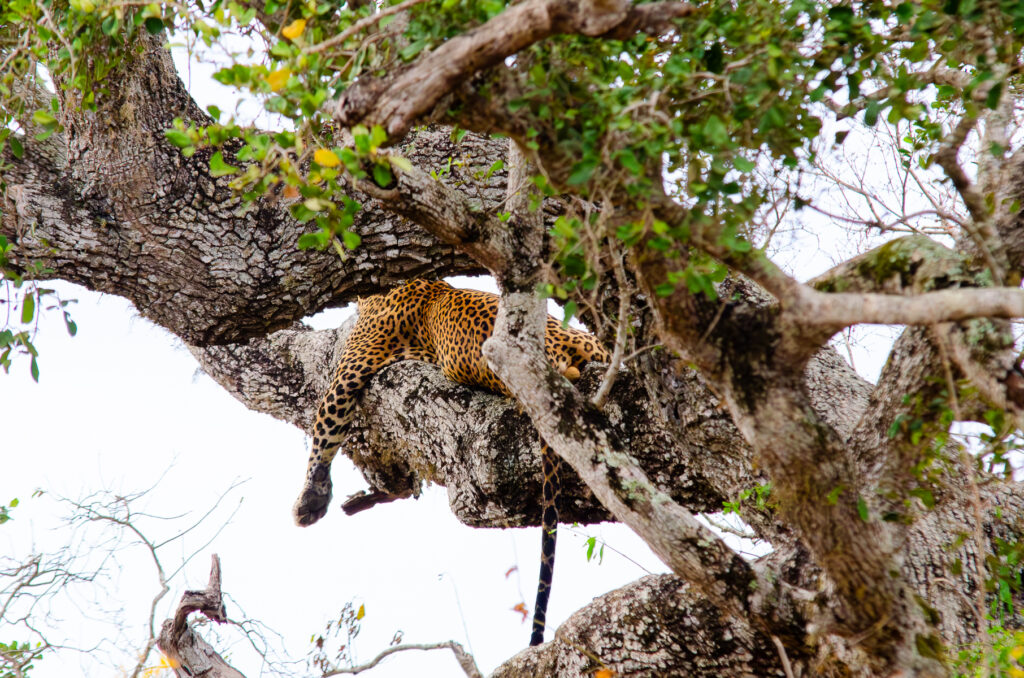 A leopard asleep on a big tree branch in Yala National Park Sri Lanka. With his vibrant orange fur and black spots.