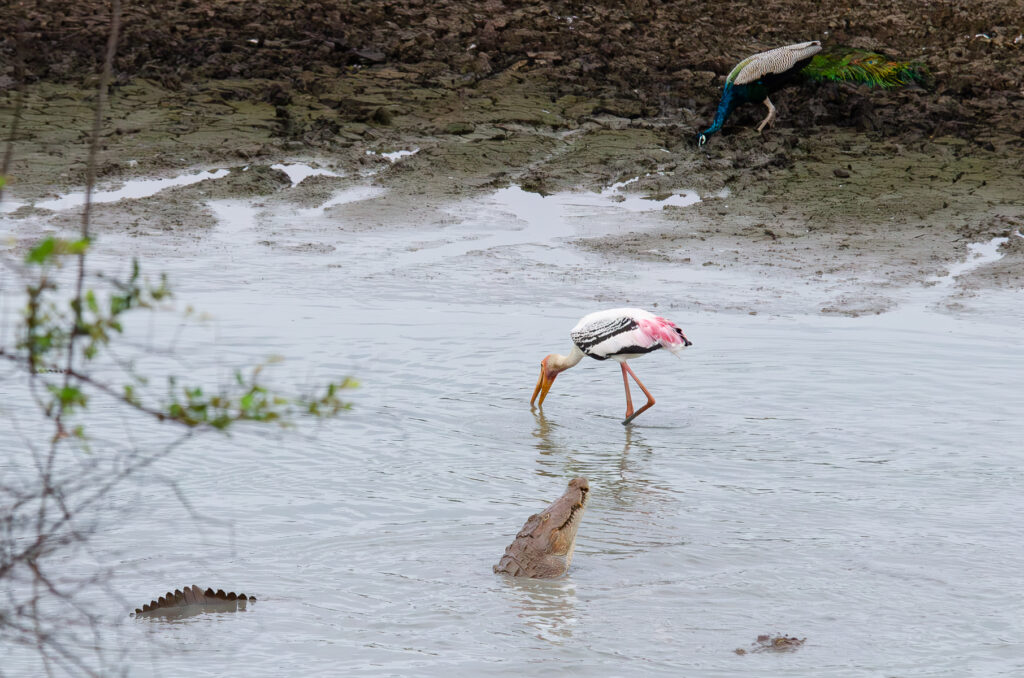 A crocodile poking his head out of the water, a painted stork next to him looking for fish and a peacock on the bank of the lake in at Yala National Park Sri Lanka