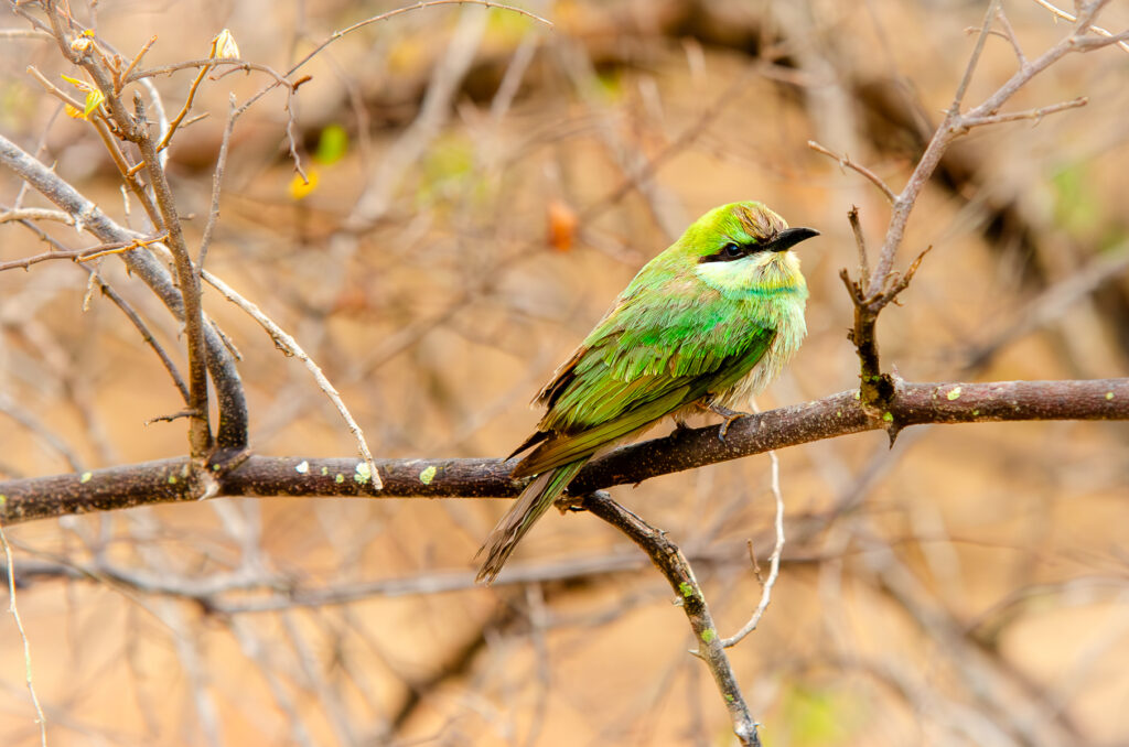 A vibrant green feathered bird with some brown, white and black feathers and a black beak. The Asian green bee eater sat sideways on a tree branch in Sri Lankas National Park Yala.