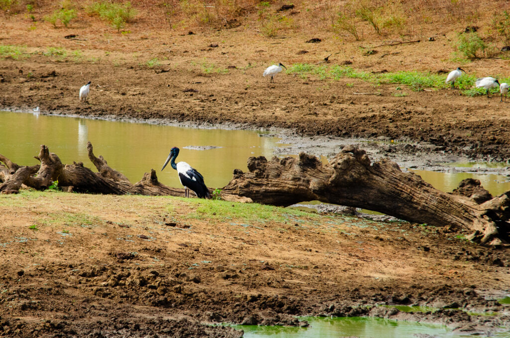 A black necked stork standing next to a lake and tree stump in Yala National Park Sri Lanka. With a long straight black beak, neck, legs and tail and white festhers on his chest and back.