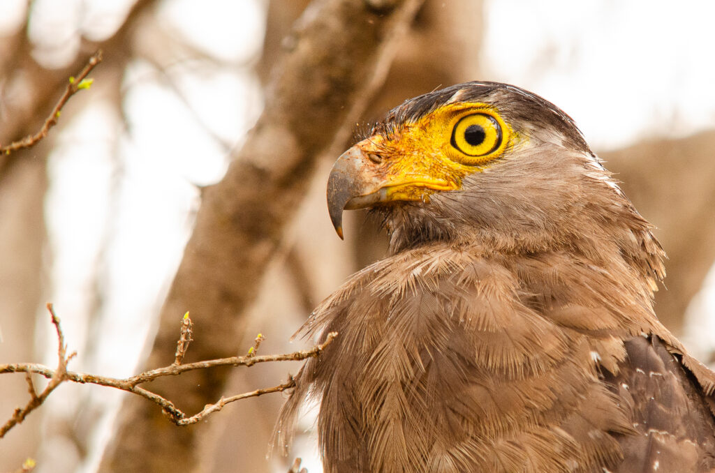 Side profile close up shot of a crested serpent eagle, with is brown feathers and white speckles with a vibrant yellow eye. At Yala National Park Sri Lanka