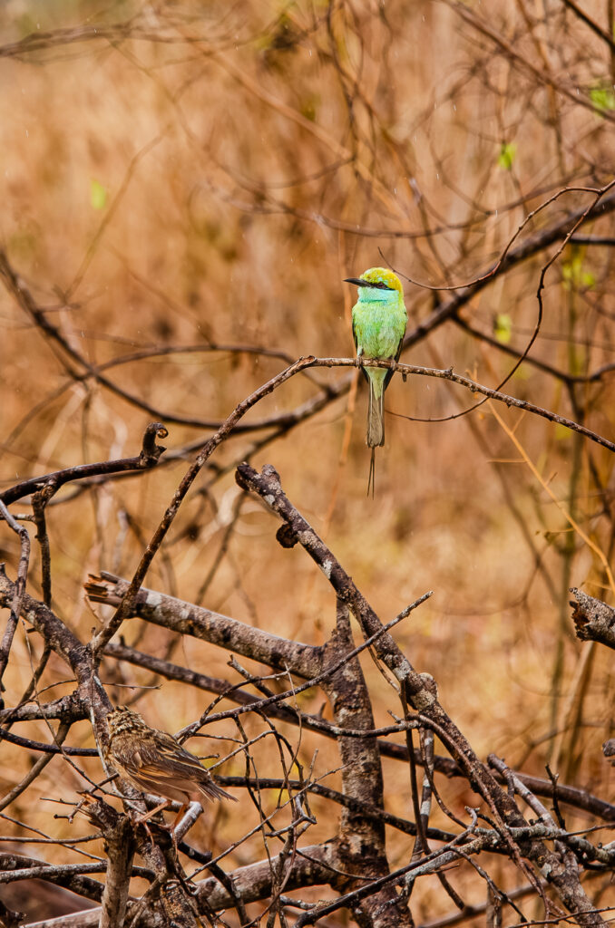 A Green Bee Eater on a tree branch at Udawalawe National Park