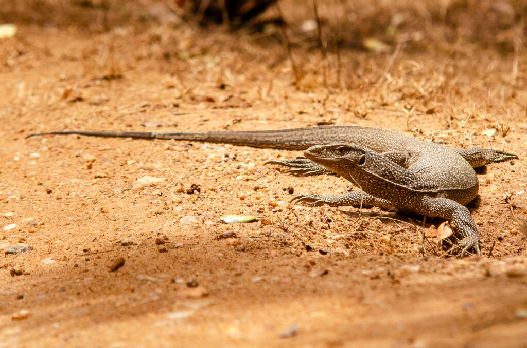 A Sri Lankan land monitor on dry ground at Yala National Park sri lanka. A large lizard with brown reptile skin. 