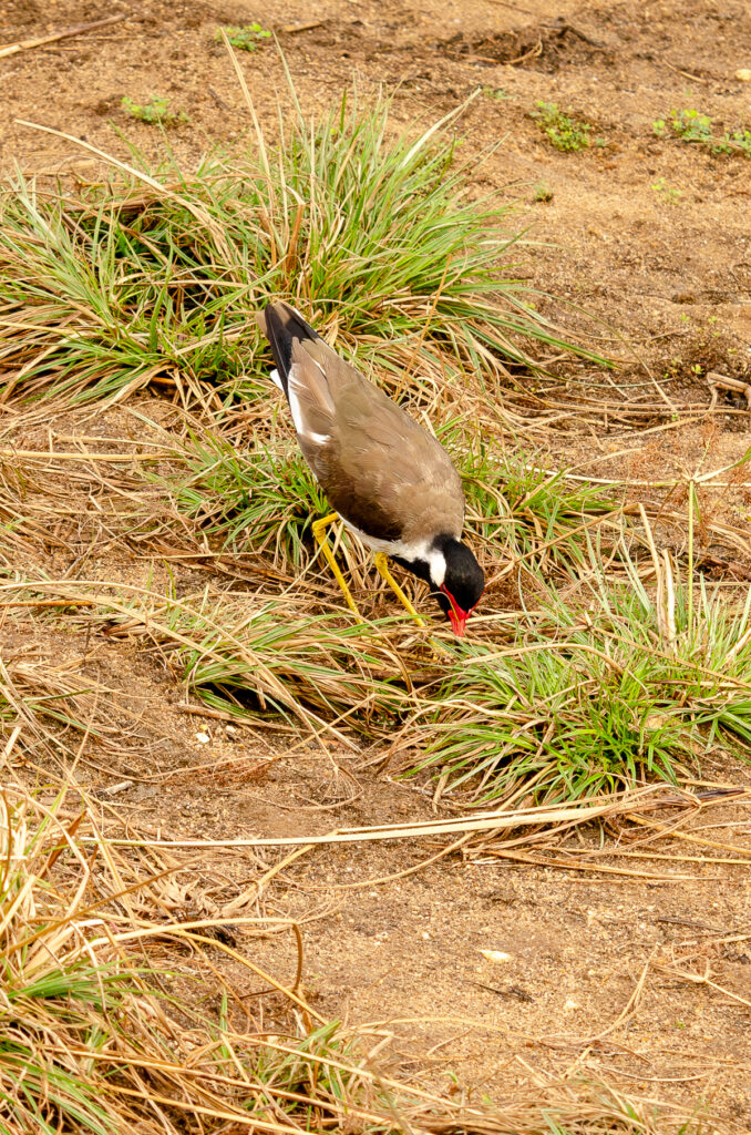Red Wattled Lap Wing looking for food in the grass at Udawalawe National Park