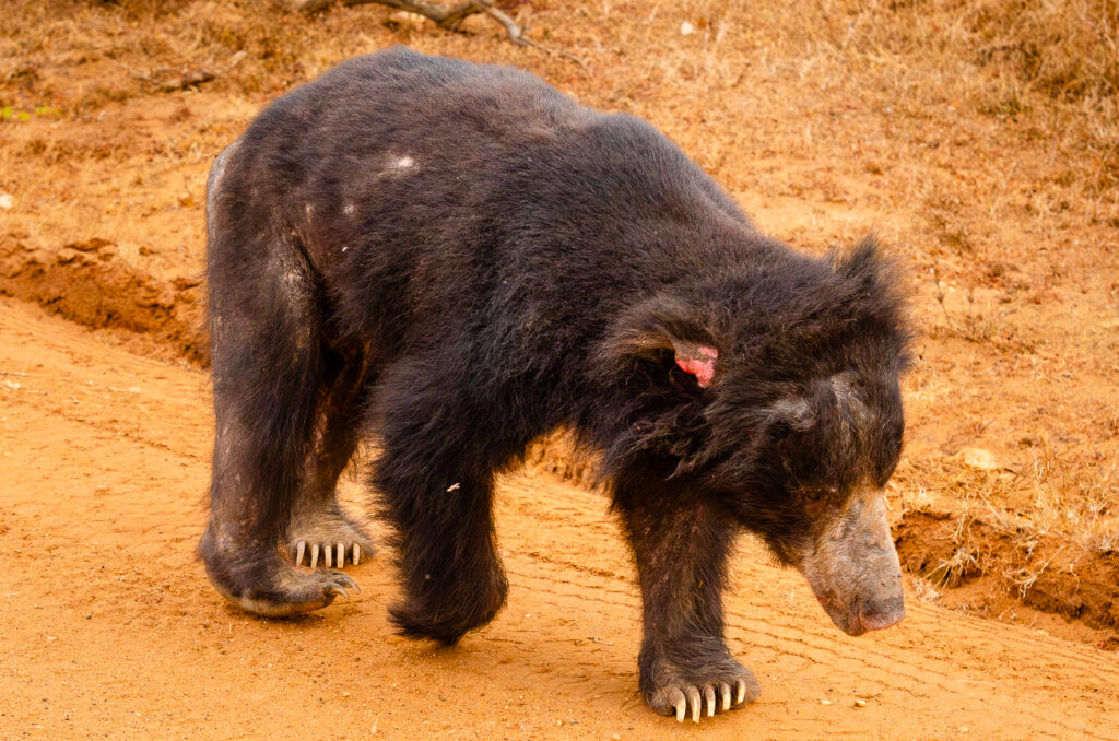 A sloth bear walking along side our jeep at Yala National Park Sri Lanka. He has fur missing on his rear and a sore red ear. 