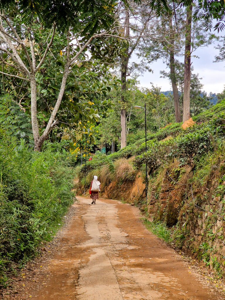 A tea plantation worker carrying a bag of tea leaves at the 98 acres resort in Ella